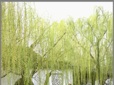 春风杨柳——可园
