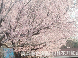 奥森春色满园，山桃花开如画2026.03.21