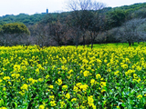 2026苏州春天记忆之上方山油菜花