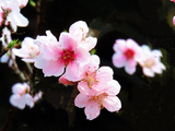 [转载]花之韵275：灼灼桃花，满树芳华