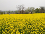 武汉东湖绿道梯田花海，油菜花儿盛开了