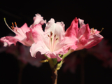[转载]百花60.88粉柔落叶杜鹃颂（七律）
