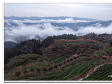 行走湘西：高山上的茶园与樱花（下）