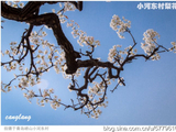 [转载]小河东村梨花白---【春日采花】