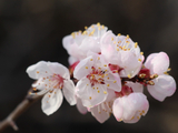 [转载]杏花赞