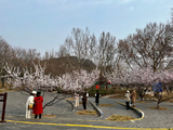 凤凰山公园杏林广场山桃花盛开