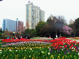 [转载]最美一片郁金香/有空不妨来看看