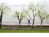 [转载]浣溪沙.山城春雨