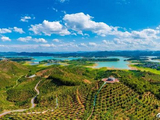 【美丽山川】碧波湖芒果产业示范区壮丽景色
