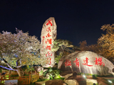 [转载]武汉东湖樱花园，夜樱灿烂