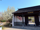 4月1日江南园梨花