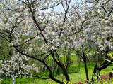 2026年4月4日，长沙市江滩公园樱花美