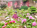 [转载]在牡丹花丛中