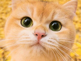 小猫2