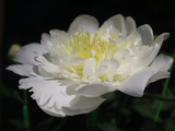[转载]百花61.58新娘礼会芍药颂（七律）