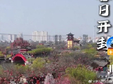 【我爱家乡】清明上河园春日胜景