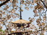 [转载]武汉东湖樱花园：四月晚樱花之二