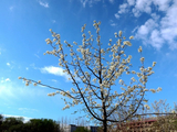 梨花谷梨花绽放（1）