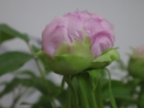 [转载]百花61.79菱花湛露牡丹娇（七律）