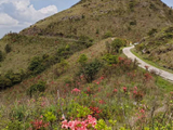 红尖山杜鹃