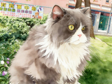 卡猫#猫咪##猫##喵星人#