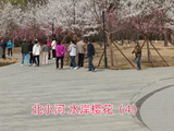 [转载]北小河水岸樱花（4）