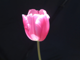 [转载]百花61.87美称花后郁金香（七律）