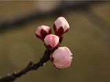 梅花