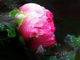 [转载]七律·雨后牡丹(词林正韵)