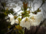 雨天南湖公园赏花（4）