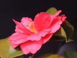 [转载]百花61.99题夏梦文清山茶（七律）
