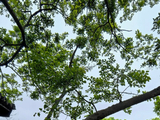 12451七绝·牡丹园元野喝茶之寂寥-灵岩山房(4)