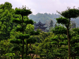 武汉马鞍山森林公园：雨中即景