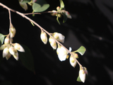 百花62.11春赏浙江连蕊茶（七律）