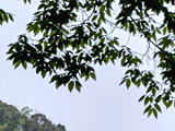 12460七绝·翠深山径-灵岩山房(13)