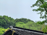 12455七绝·古寺禅茶之木香花重-灵岩山房(8)