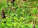 12454七绝·牡丹园之春笋-灵岩山房(7)