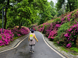 逛逛武汉东湖磨山杜鹃花海