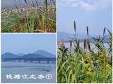 钱塘江印象（5）