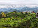 【美丽山川】广西三江仙人山茶园