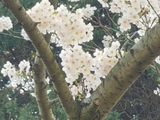 [转载]醉樱花