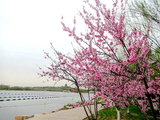 环游桃花潭赏沿湖桃花（2）