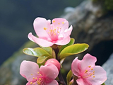 《人间四月天》，从白居易到林徽因到叶天来