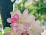 闲说杂绪（1191）20260402，花香治愈