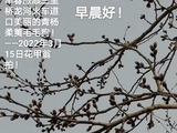 [转载]和林荫《杨树毛毛狗》
