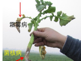 油菜丰收保卫战：看懂病虫害，科学来防控