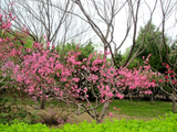 菊花桃