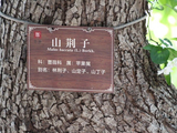 [转载]岱庙.山荆子