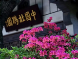 “一园红艳醉坡陀”/中国杜鹃园