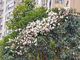 社区二三月，花开片片白玉兰